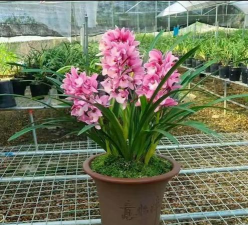 小众送妈妈的花有哪些花