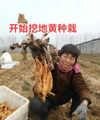 地黄什么时候种植