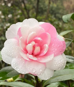 小众送妈妈的花有哪些花