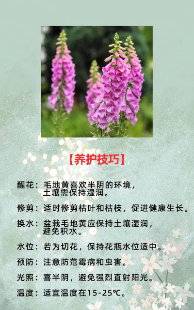 小众送妈妈的花有哪些花