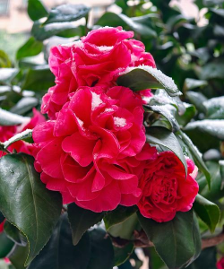 小众送妈妈的花有哪些花