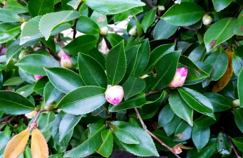 山茶花的叶子像什么 山茶花的叶子像什么