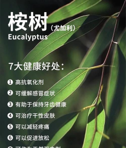 桉树散发的气味有毒吗