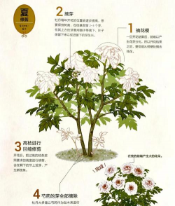 小众送妈妈的花有哪些花