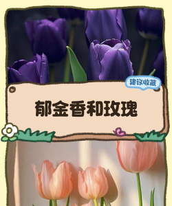 郁金香可以和玫瑰一起养吗 郁金香可以和玫瑰一起养吗