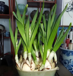 小众送妈妈的花有哪些花