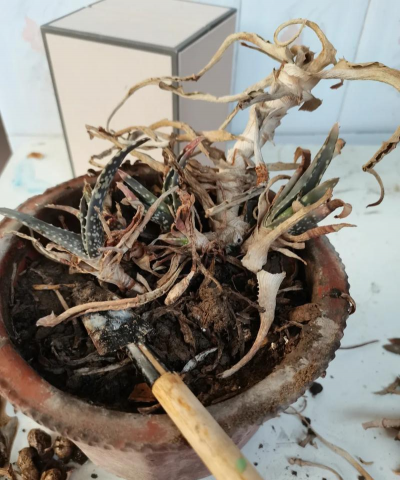 小众送妈妈的花有哪些花