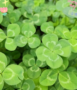 小众送妈妈的花有哪些花