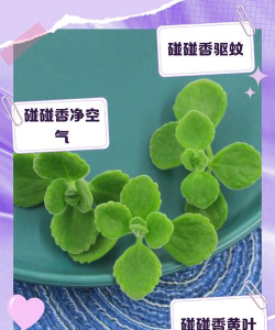 小众送妈妈的花有哪些花