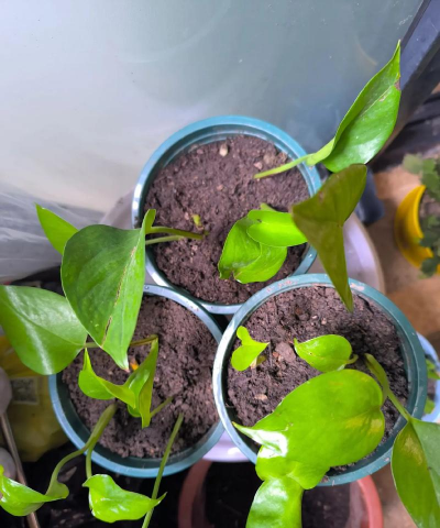 小众送妈妈的花有哪些花