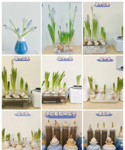 小众送妈妈的花有哪些花