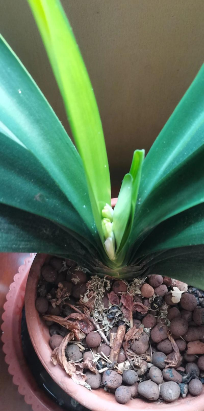 小众送妈妈的花有哪些花