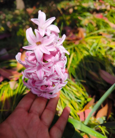 小众送妈妈的花有哪些花