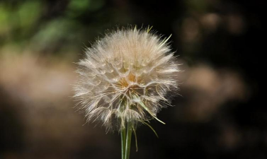 小众送妈妈的花有哪些花