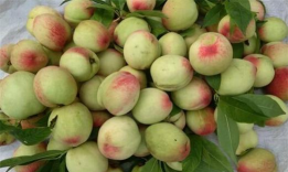 红叶碧桃果实能吃吗