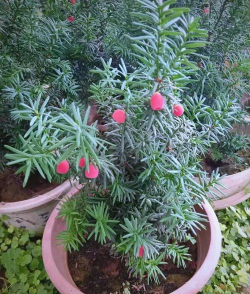 小众送妈妈的花有哪些花