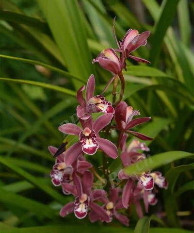 小众送妈妈的花有哪些花