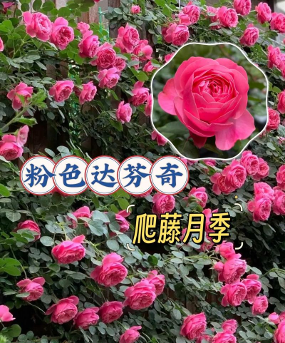 小众送妈妈的花有哪些花