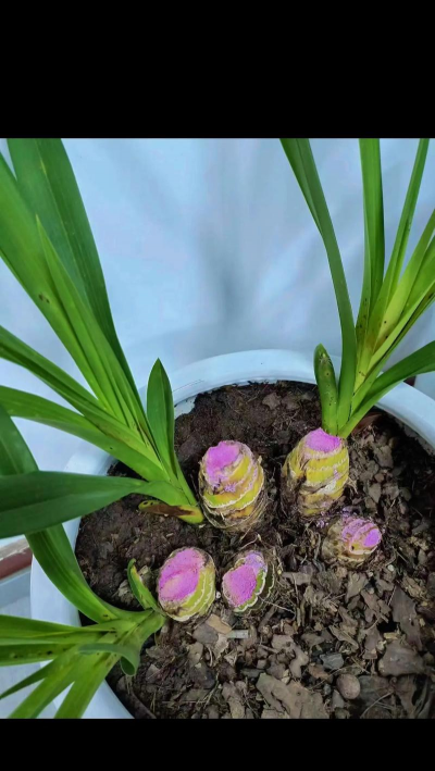 小众送妈妈的花有哪些花