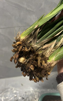 小众送妈妈的花有哪些花