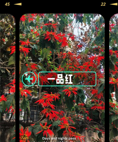 小众送妈妈的花有哪些花