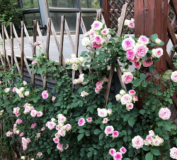 小众送妈妈的花有哪些花