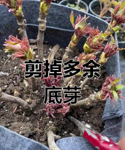 小众送妈妈的花有哪些花