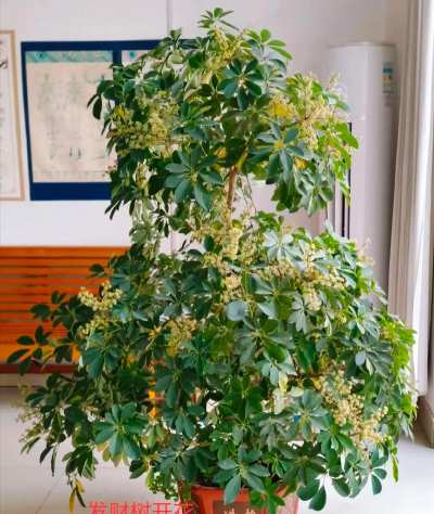 小众送妈妈的花有哪些花