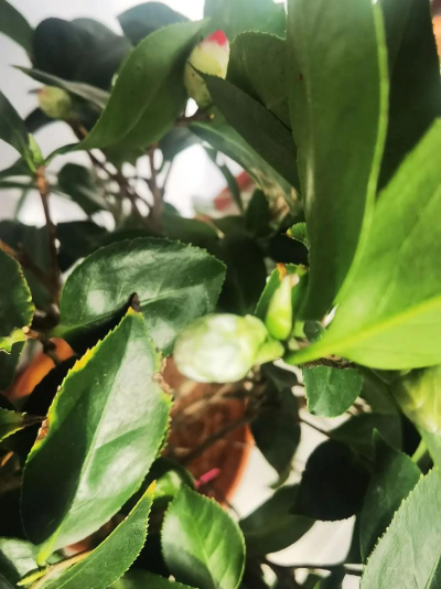 小众送妈妈的花有哪些花