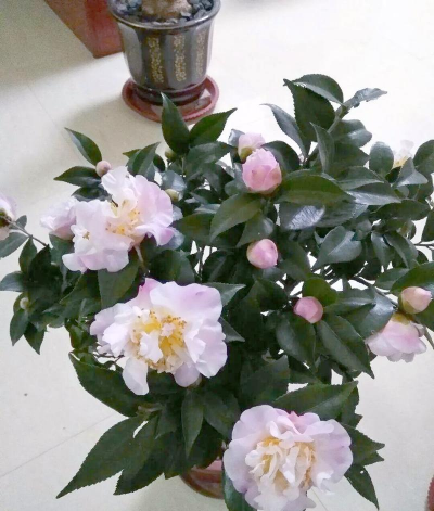 茶花烈香的花期