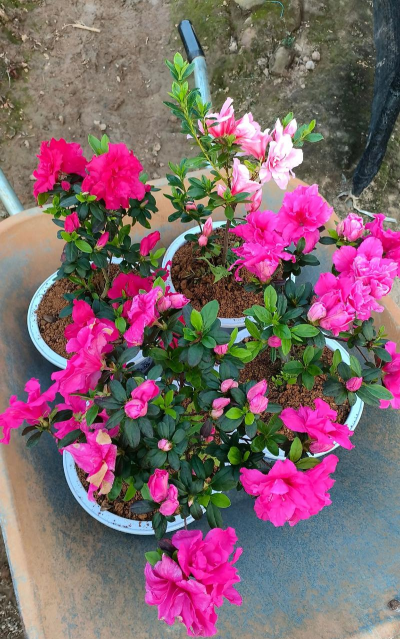 小众送妈妈的花有哪些花