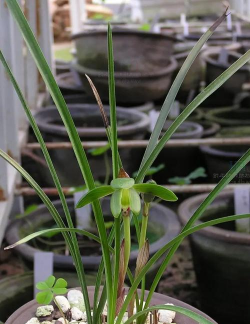 小众送妈妈的花有哪些花