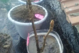 小众送妈妈的花有哪些花