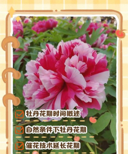 小众送妈妈的花有哪些花