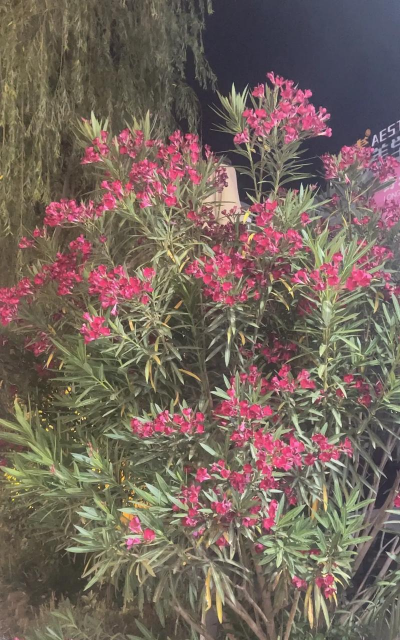 小众送妈妈的花有哪些花