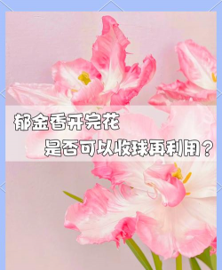 小众送妈妈的花有哪些花