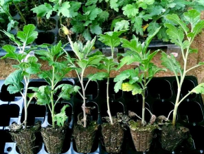 小众送妈妈的花有哪些花