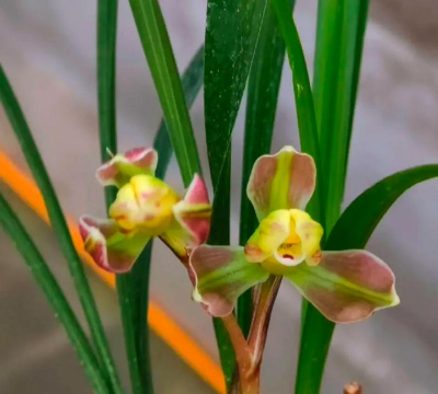 小众送妈妈的花有哪些花