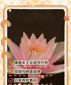 小众送妈妈的花有哪些花