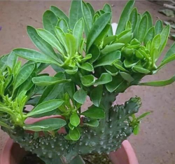 小众送妈妈的花有哪些花