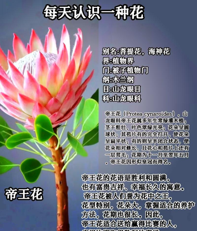 小众送妈妈的花有哪些花