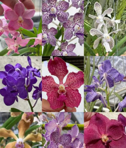 小众送妈妈的花有哪些花