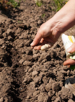 小众送妈妈的花有哪些花