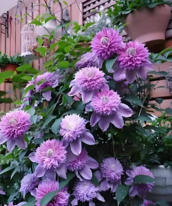 小众送妈妈的花有哪些花