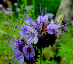 狗娃花与紫菀的区别