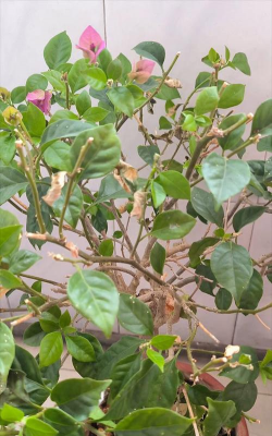 小众送妈妈的花有哪些花