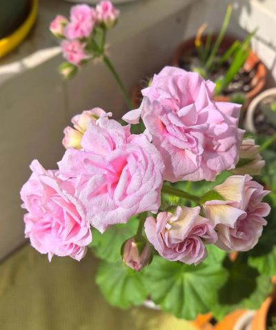 小众送妈妈的花有哪些花