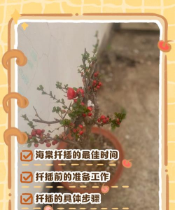 垂丝海棠扦插多久生根