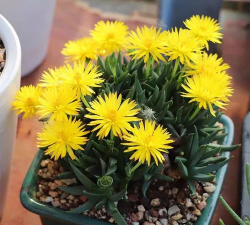 小众送妈妈的花有哪些花