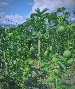 小众送妈妈的花有哪些花